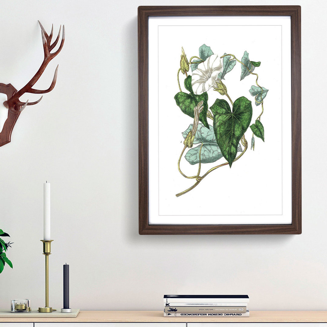 Bindweed Illustration - Framed Print