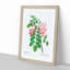 Robinier Rose Flowers by Pierre-Joseph Redoute - Picture Frame Painting Print-55618378-55618379
