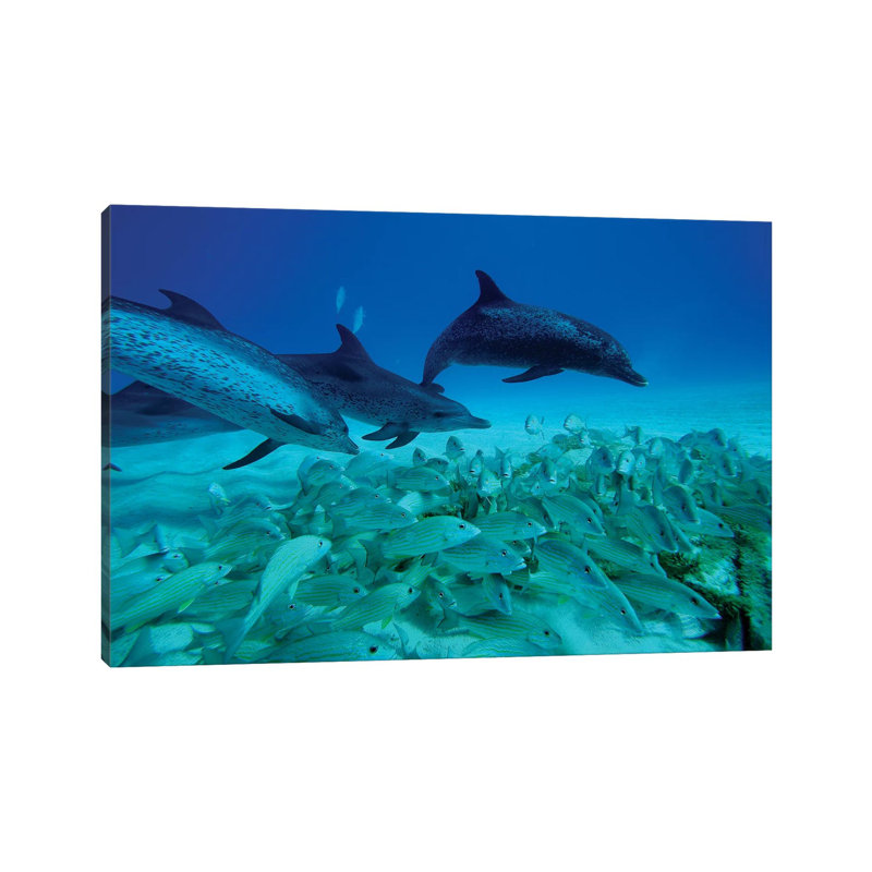 Atlantic Spotted Dolphin Trio Predating On School Of Snappers, Bahamas, Caribbean by Hiroya Minakuchi - Wrapped Canvas Print