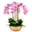 Abigail Gold Realtouch Orchid-537695694