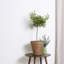 Ensemble de 2 plantes artificielles dans un vase