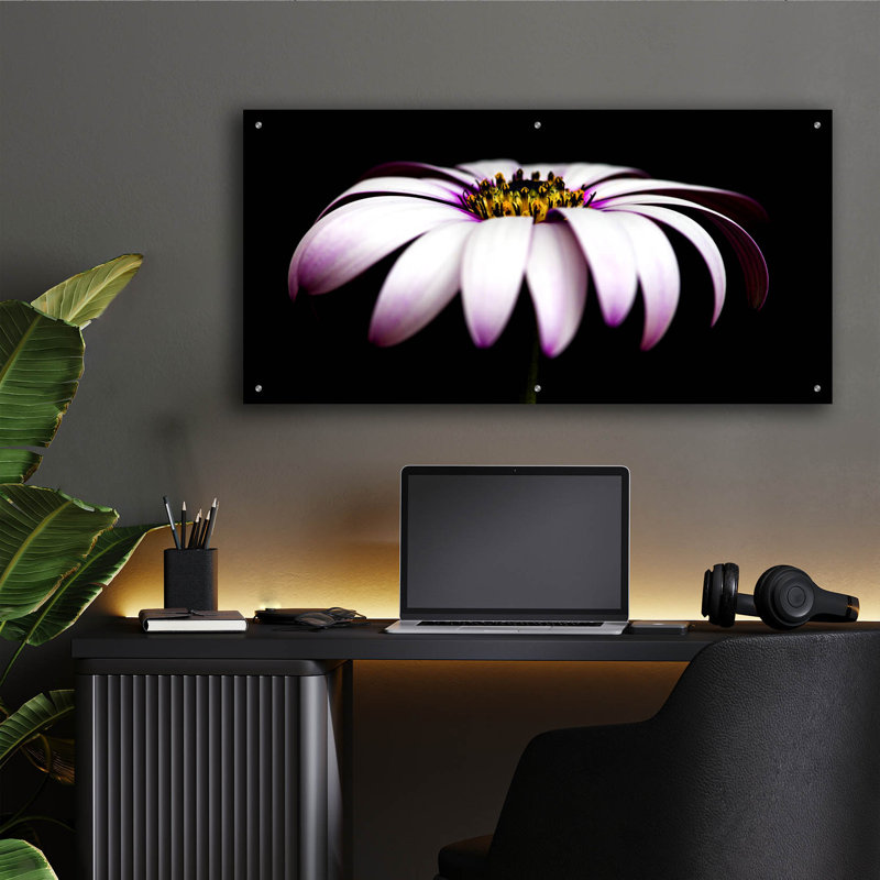 «Pink Osteospurmum On Black Panoramic» par Tom Quartermaine, H 24 po x l 48 po