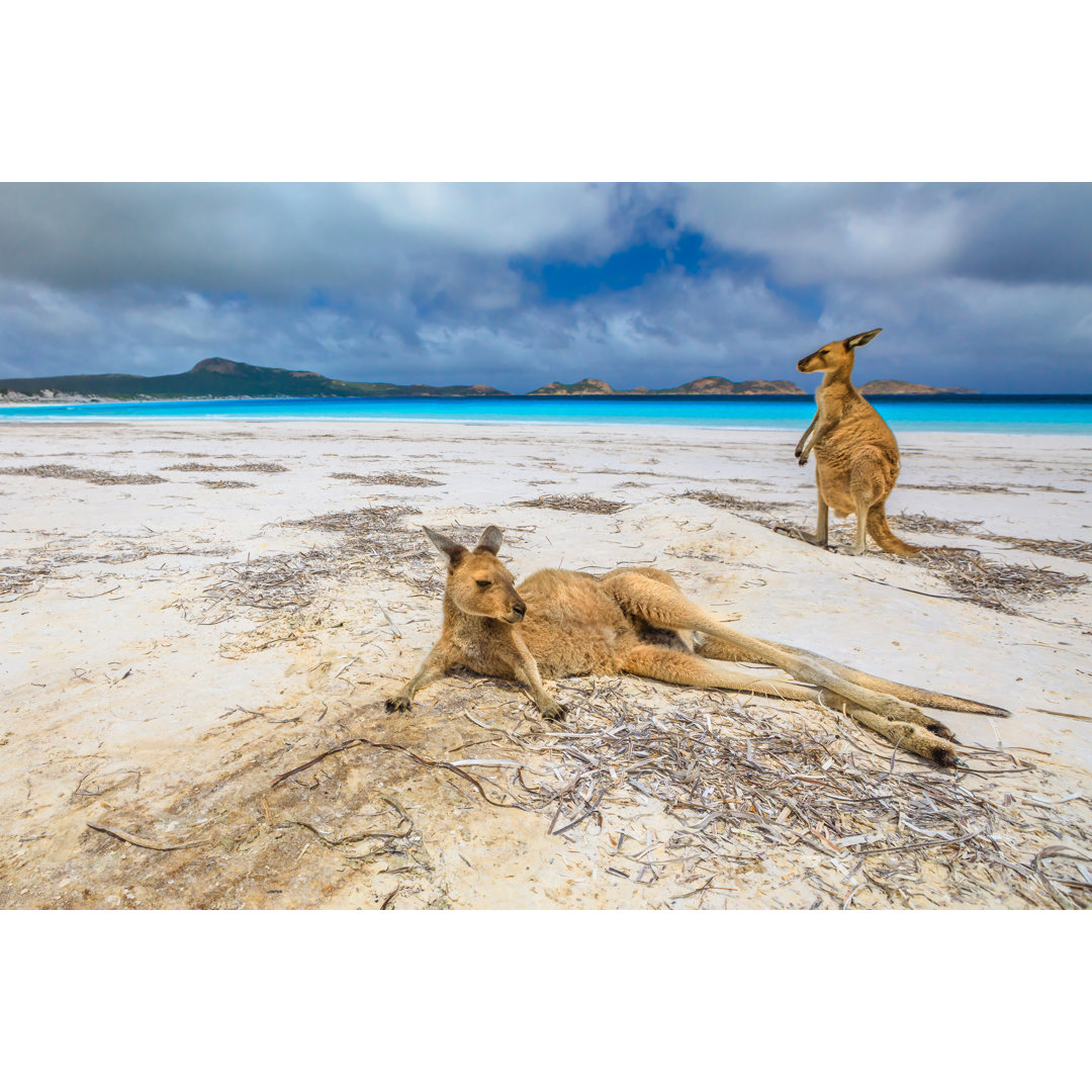 Kängurus in der Lucky Bay - Leinwandbild