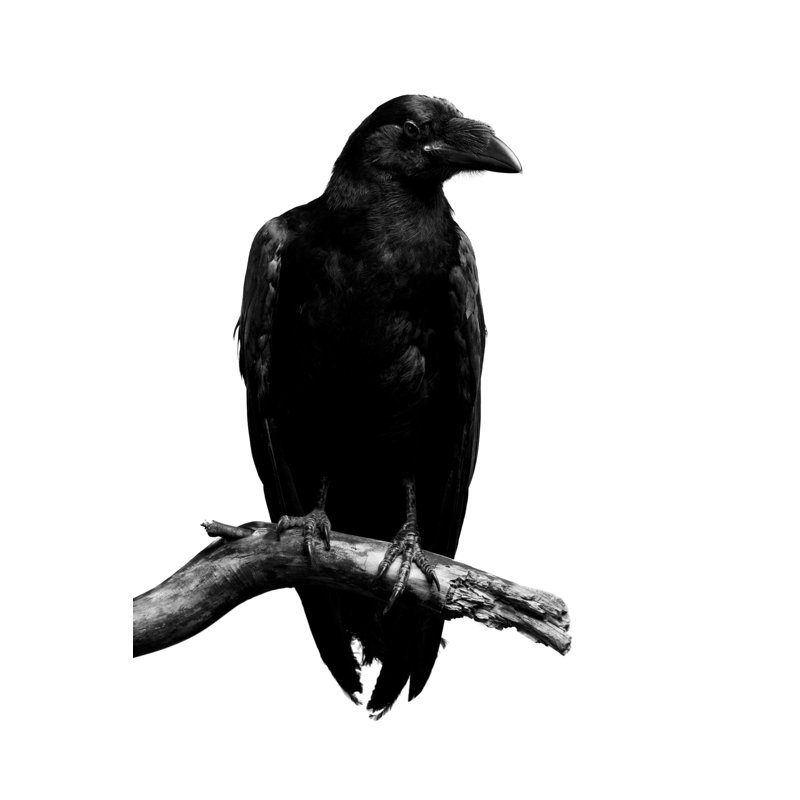 Raven by D-Keine - No Frame Art Prints on Canvas, 122cm H x 81cm W