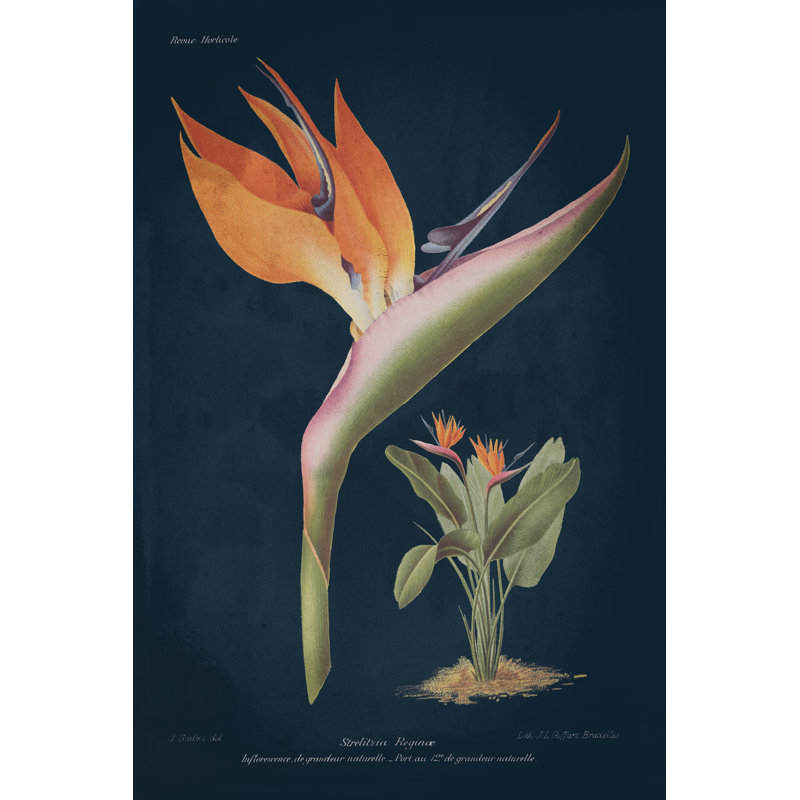 Stelitzia Reginoe Dark Blue by Wild Apple Portfolio - Wrapped Canvas Painting, 46cm H x 30cm W