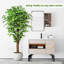 180cm Plant