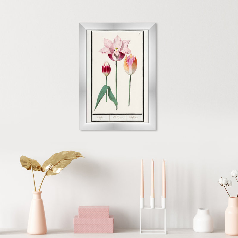 Pink Tulip Botanical Study by Oliver Gal, 17" H x 12" W, Silver