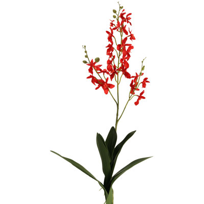Red Dendrobium Orchid Stem