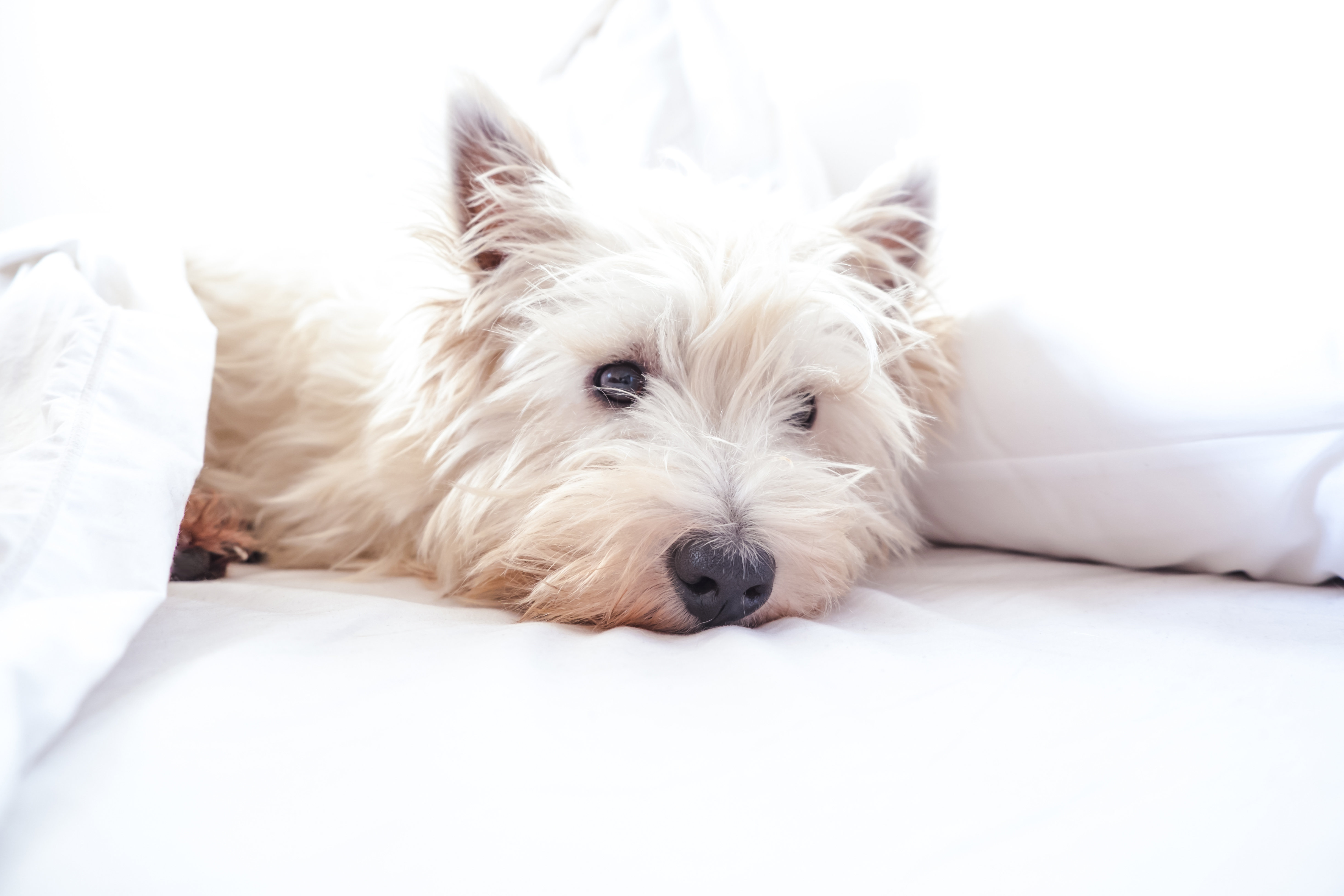 Ebern Designs High Key of West Highland White Terrier Westie Dog