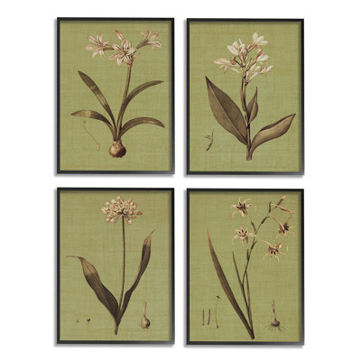 " Vintage Botanical Plant Illustration Scientific Study " by John Seba 4 - Pieces