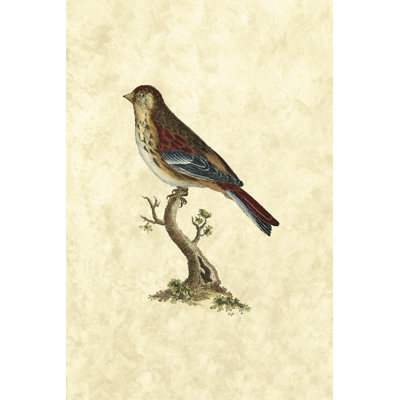 Selby Birds IV - Wrapped Canvas Painting