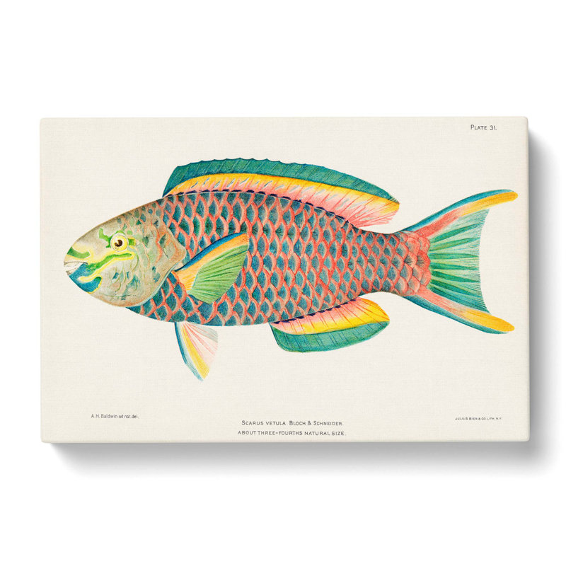 Tropical Fish by Henry Baldwin - Wrapped Canvas Painting, 40cm H x 60cm W x 3cm D