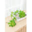 Fausse double succulentes Dudleya - ensemble de 6 - vert