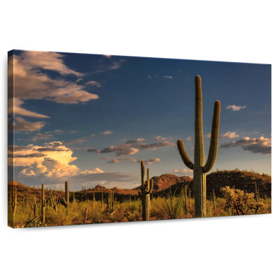 Harnek Tucson Desert Cactus
