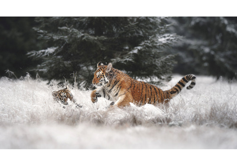 Wrapped Canvas Print, 50.8cm H x 76.2cm W