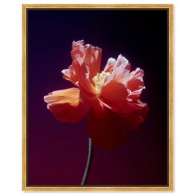 Taffeta Twilight II Graphic Art Canvas