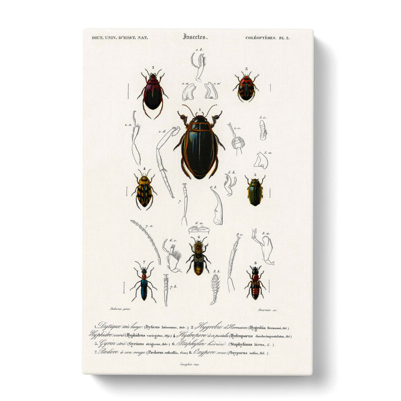 Beetle Illustrations PL. 5 by Charles D Orbigny - Wrapped Canvas, 50cm H x 35cm W x 3cm D