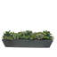 Succulents Mix In Long Pot