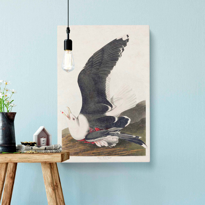 Black-Backed Gull - Wrapped Canvas Painting, 60cm H x 40cm W x 3cm D