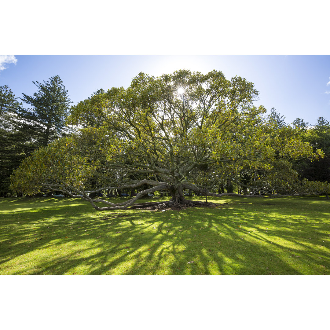 Cornwall Park von Denizunlusu - Druck auf Leinwand ohne Rahmen