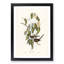 Graceful Ground Doves by Elizabeth Gould - Picture Frame Graphic Art Print-55608467-55608473