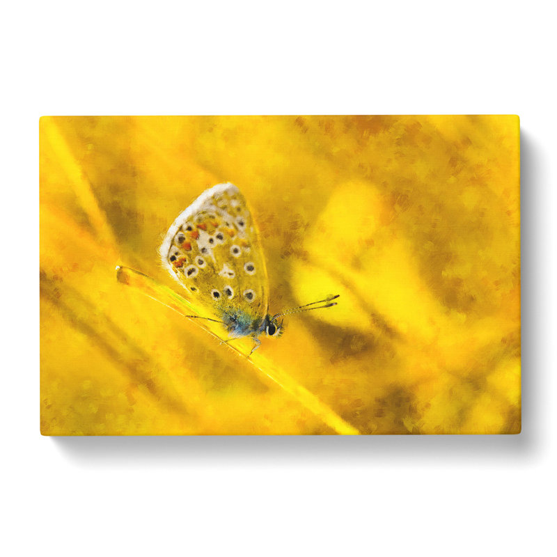 Yellow Butterfly - Wrapped Canvas, 60cm H x 91cm W x 3cm D