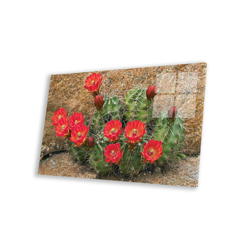 Athle Claret Cup Cactus Flowering, Utah par Tim Fitzharris