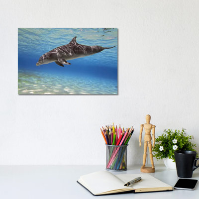 A Bottlenose Dolphin Swimming in the Barrier Reef, Grand Cayman 1 Piece Wrapped Canvas Wall Art