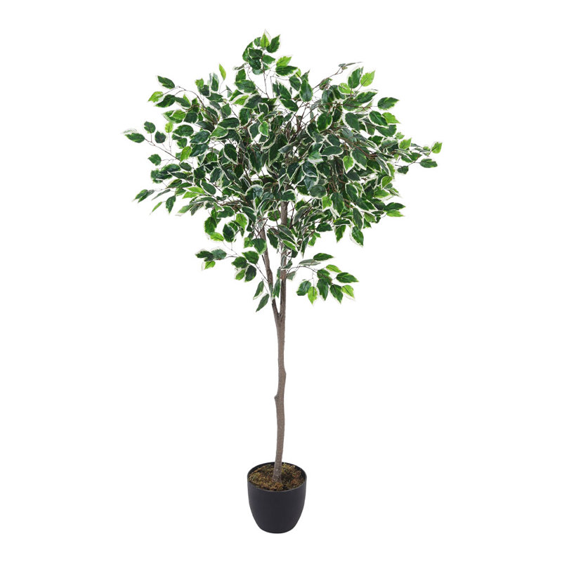 150cm Faux Ficus Tree in Freestanding