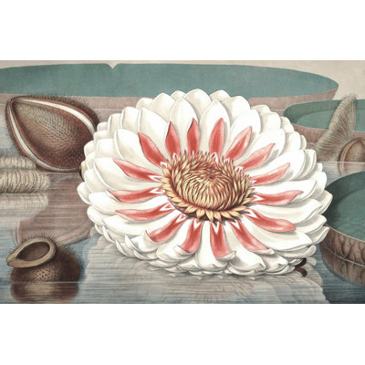 Vintage Water Lily III - Wrapped Canvas Print
