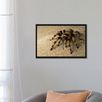 « mexique red-genou tarantula mexico », reproduction de photo sur toile