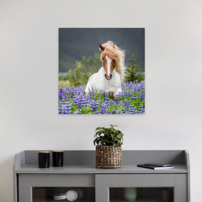 Cheval qui court par Lupins. Cheval de race pure Islandais en été avec des lupins en fleurs