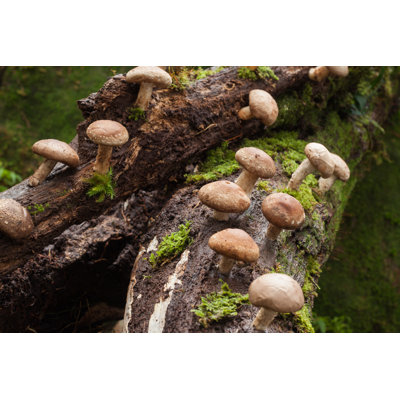 Shiitake Mushroom Growing On Trees by Ueapun - Wrapped Canvas Print