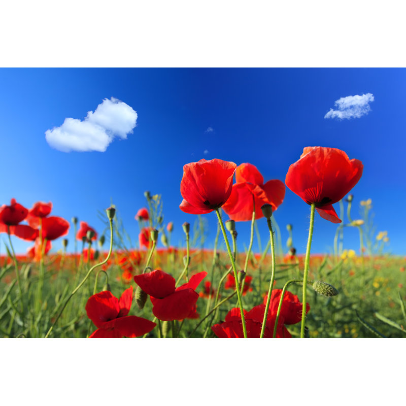 Red Poppies by Konradlew - Wrapped Canvas Print, 61cm H x 91cm W