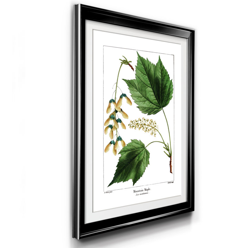 Érable de montagne - Reproduction d'art graphique sur papier encadré, Noir, H 22,5 po x l 30,5 po x P 1,5 po