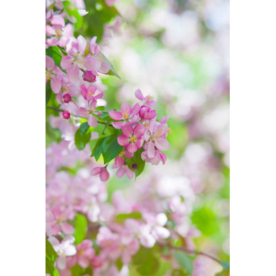 Delicate Flowers of Cherry Blossoms in the Sun on the Blue Sky 1 Piece Wrapped Canvas Wall Art