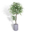 TREE FICUS POT 6.5FT