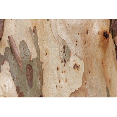 Fond d'écorce d'eucalyptus, arbre dans une forêt. par Enviromlant