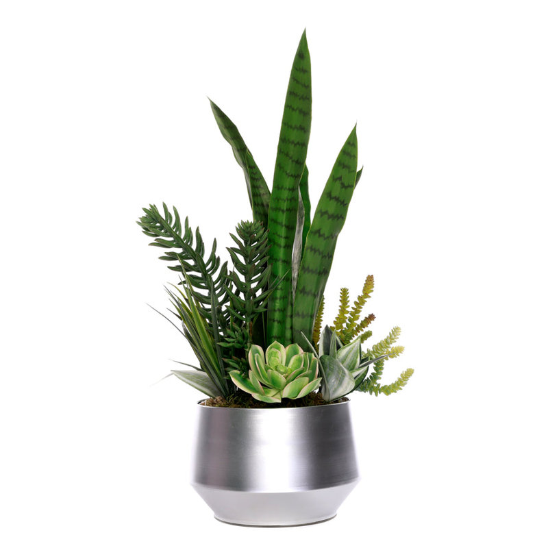 Succulent Plant in Planter