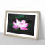 Pink Water Lily Flower Vol.2 - Picture Frame Graphic Art-62803965-62803966