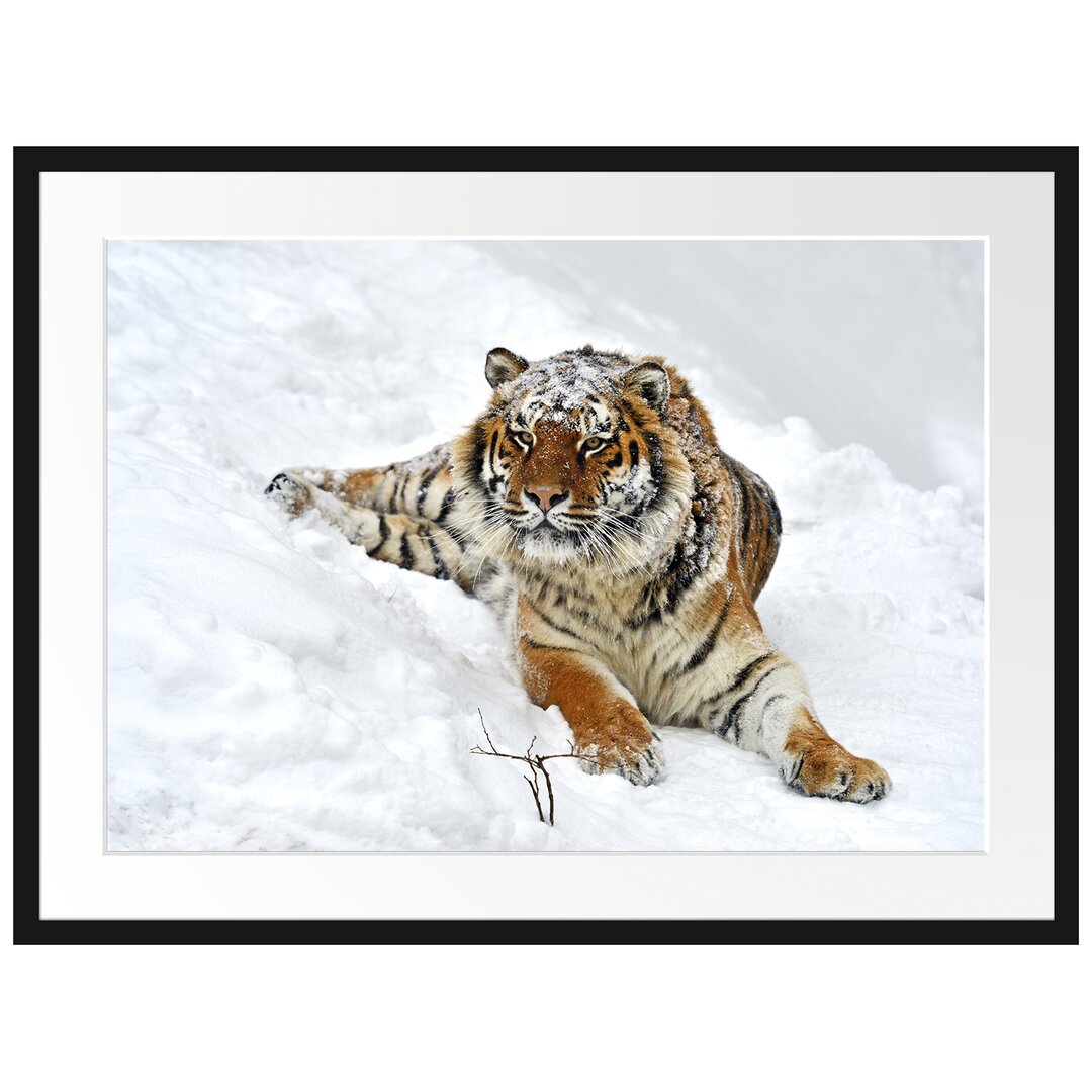 Gerahmtes Poster Amur Tiger im Schnee