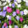 Touch of ECO Anemone Blanda Colorful Mixed Flowers - 15 Bulbs ...