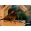 Olvera Wood Hanging Tray Bird Feeder