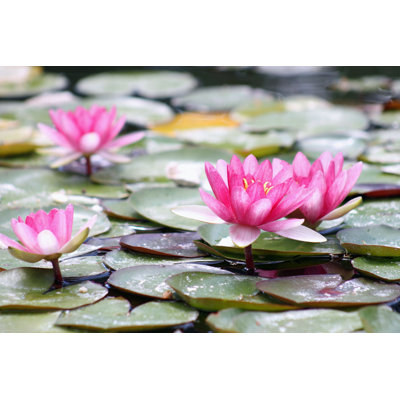 " Water Lillies (Nymphaeaceae) " by Mollynz