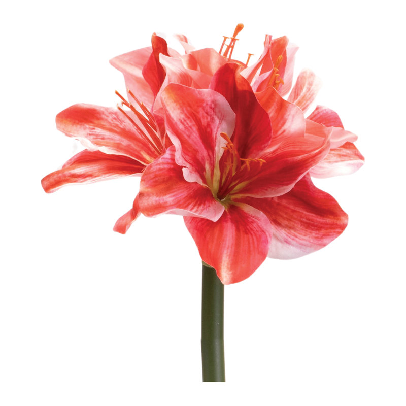 Tige de fleur Amaryllis (ensemble de 6), H 16,75 po x l 6 po x P 5 po, Rouge / rose