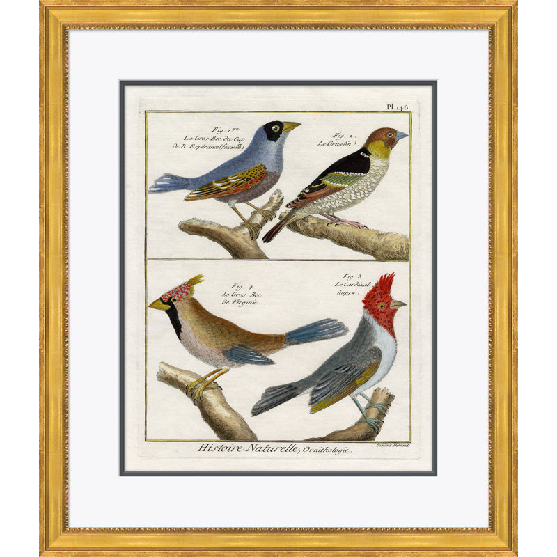 18th Century Parakeet Engravings Giclee Print