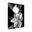  Wrapped Canvas Wall Art - Susan S. Barmon 'White Magnolia Black And White' Wall Art for Living Room, Bedroom, or Office Décor - 24x32-29225530