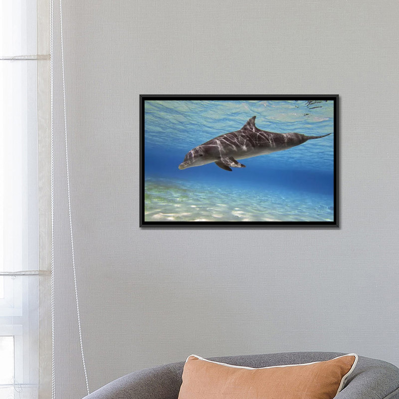 « a bottlenose dauphins nage », reproduction de photo sur toile, H 18 po x l 26 po x P 1,5 po, Toile encadrée noire