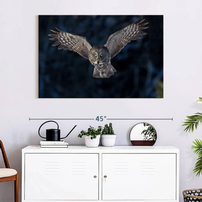 Hibou gris volant