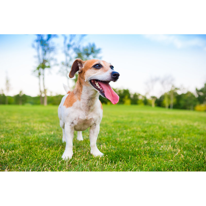 Nature Active Dog - Wrapped Canvas Print, 30cm H x 46cm W x 3.8cm D